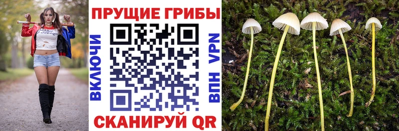 kraken сайт где можно купить наркотик Шахты Галлюциногенные грибы Psilocybe